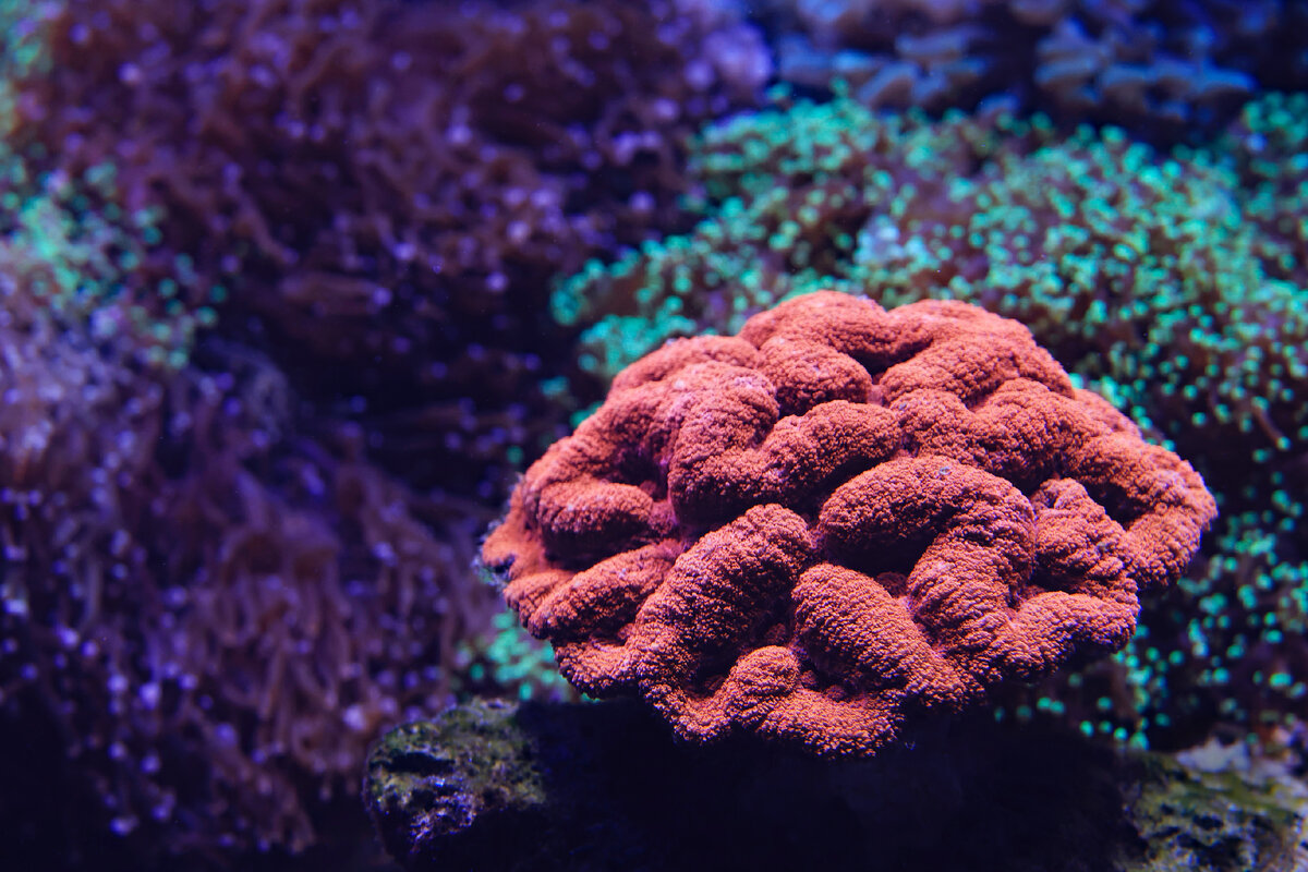 Картинка с бесплатного фотостока https://unsplash.com, автор David Clode