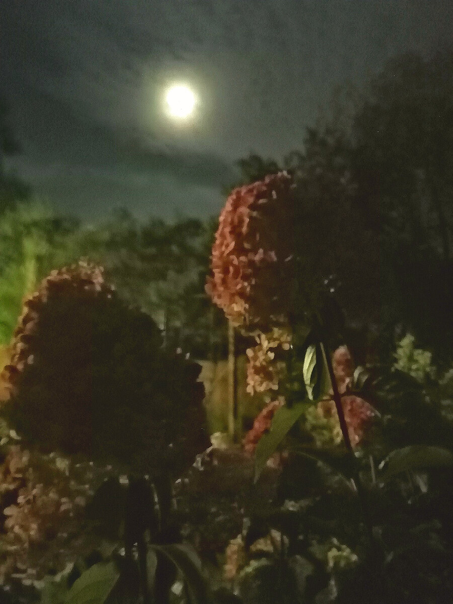 Гортензия метельчатая Ванилла Фрейз. Фото из моего сада лето 2020 года.