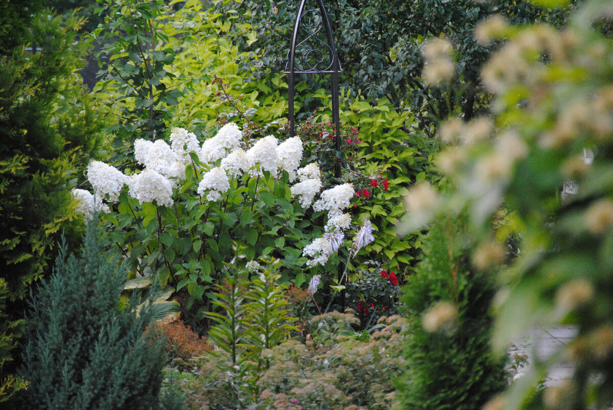 Гортензия метельчатая Сильвер Доллар. Фото из моего лето сада 2020 год