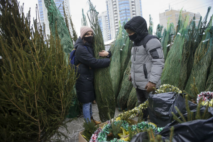 В Ярославле будет работать 21 елочный базар. ФОТО: Алексей Булатов