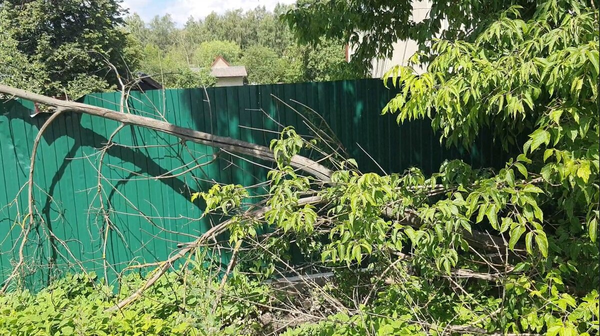упавшее сухое дерево на забор