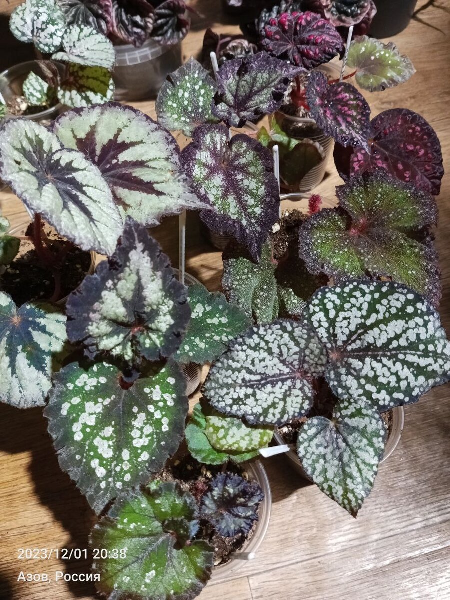 Немного о бегониях 