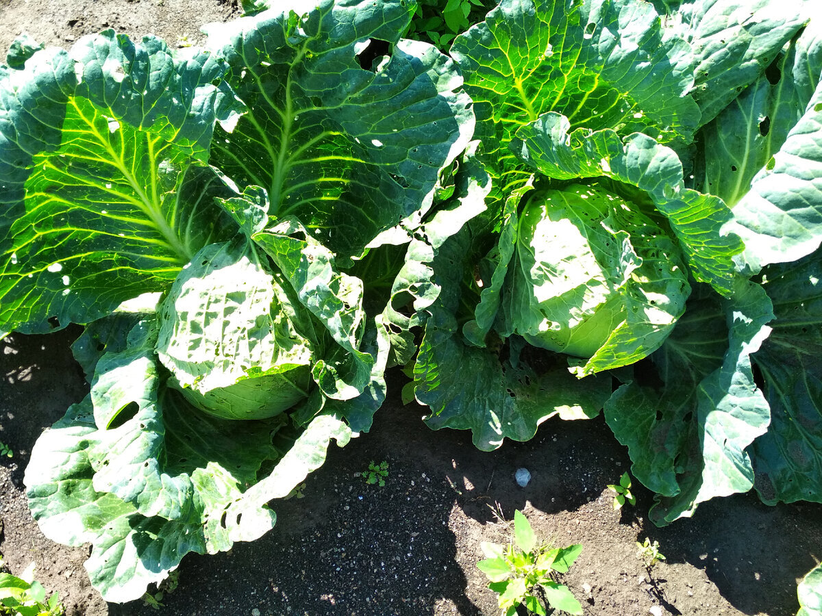 Фото автора. Капуста белокочанная собственного производства.