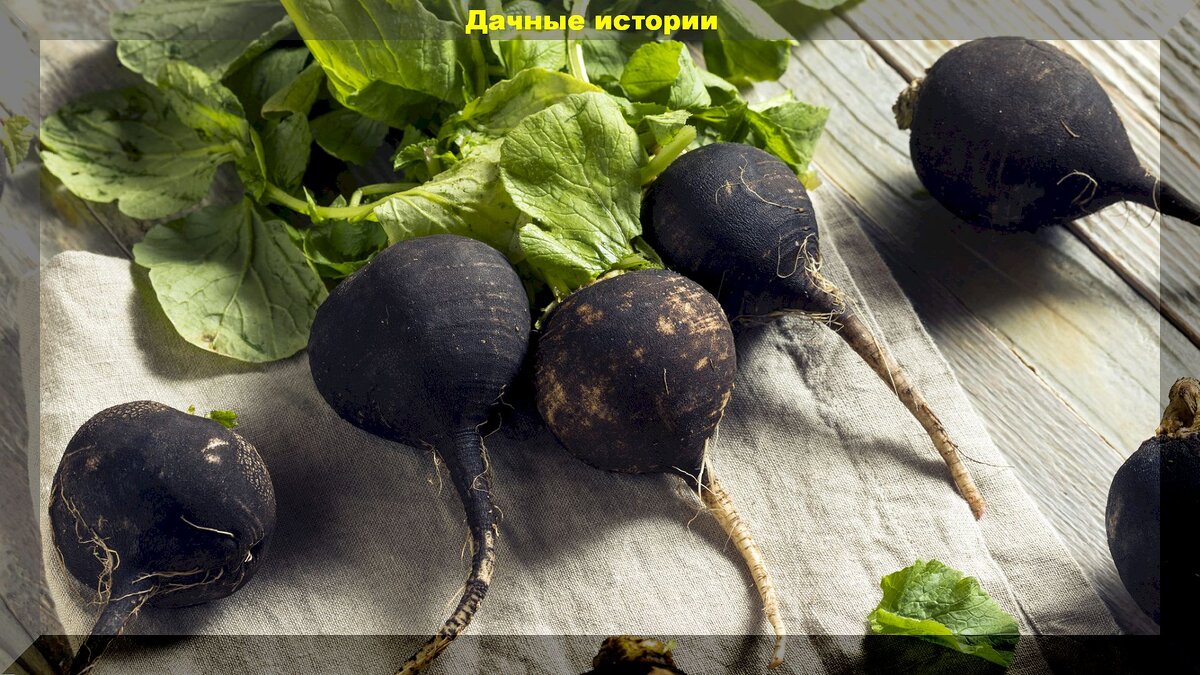 https://vk.com/photo-159774511_457263118. Редька черная "Черноморочка"