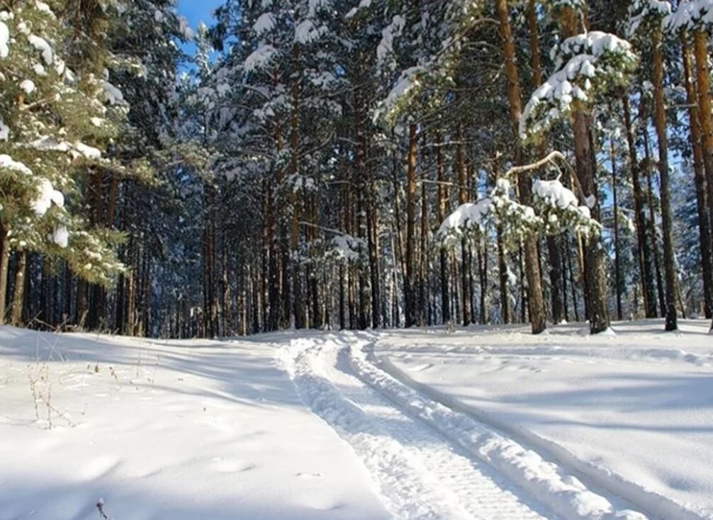 Лыжня в заснеженном лесу