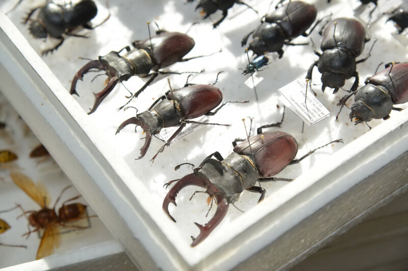 кобылка кузнечик. мадагаскарская цикада. какие насекомые видео. мухоед жук. зелёный кузнечик.