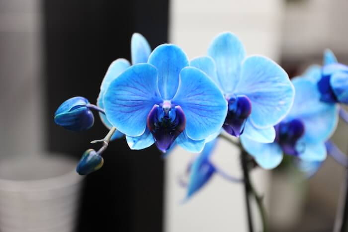 Фото: Just Add Ice Orchids | justaddiceorchids