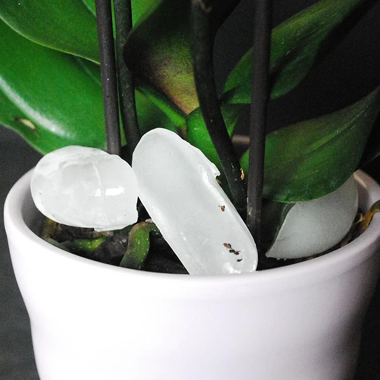 Фото: Just Add Ice Orchids | justaddiceorchids