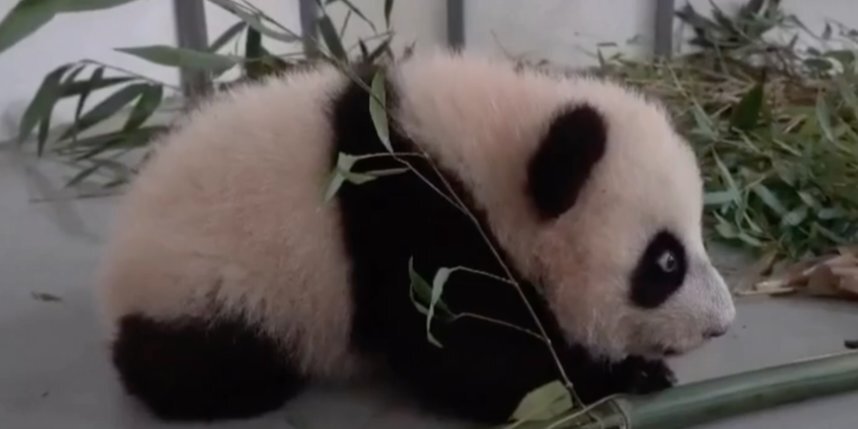    Скриншт видео Telegram-канала Светланы Акуловой.