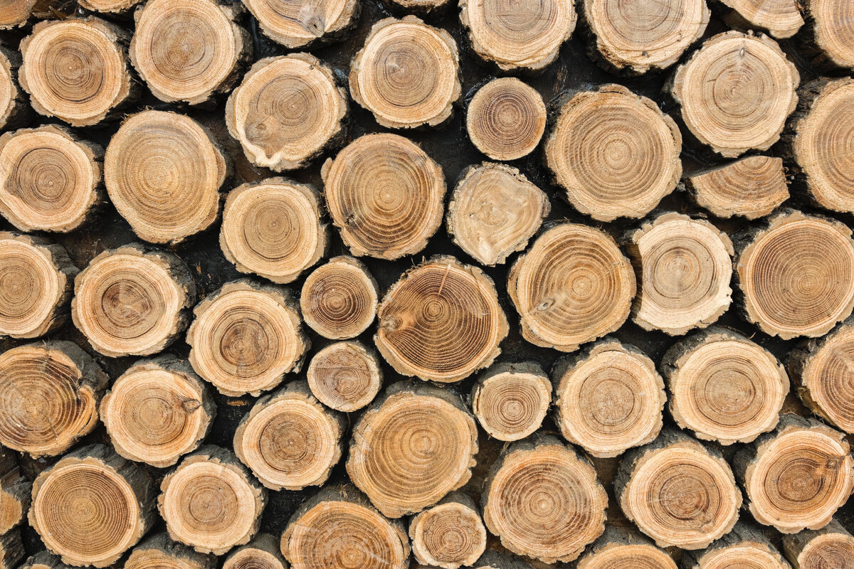 5 лиственных пород древесины для строительства безупречного дома
