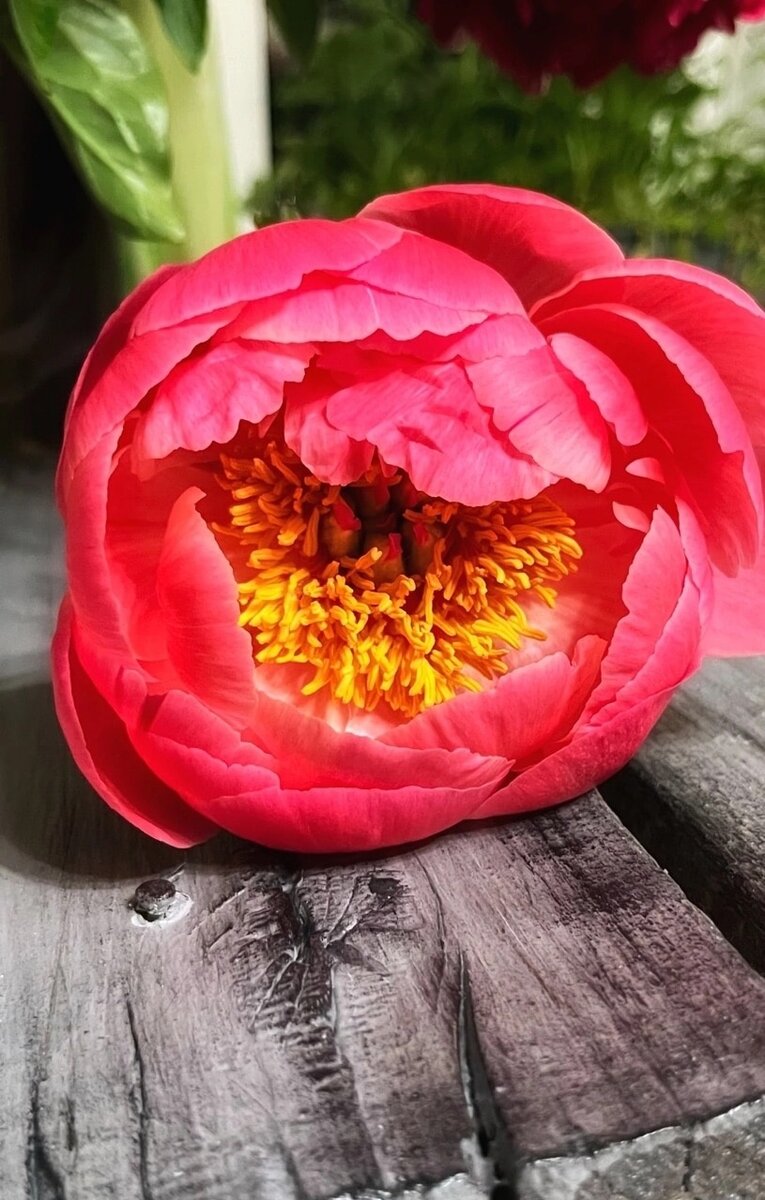 Пионы из моего сада