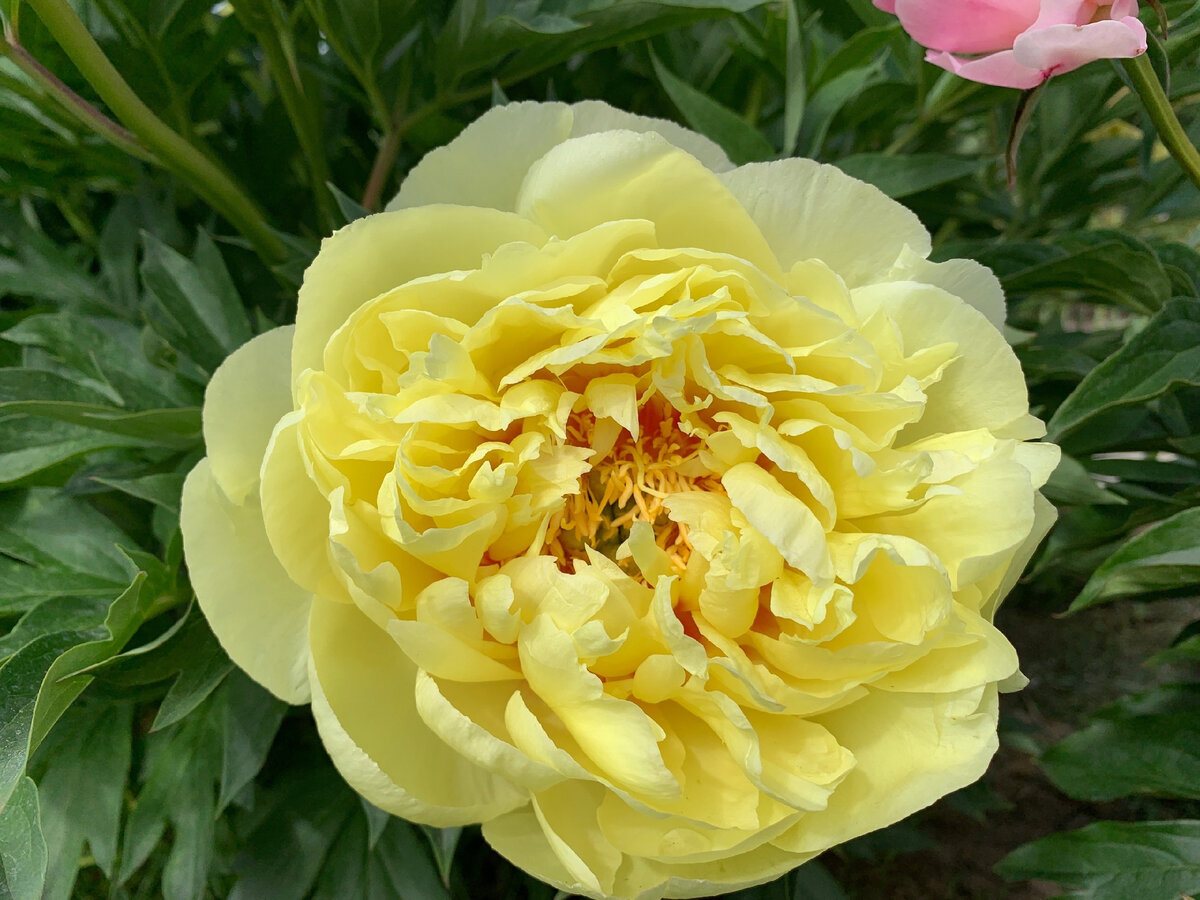 Пионы из моего сада