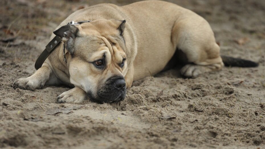    Автор фото: из архива