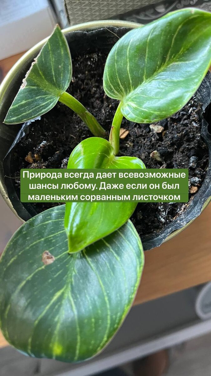 Источник: бескрайние просторы интернета.