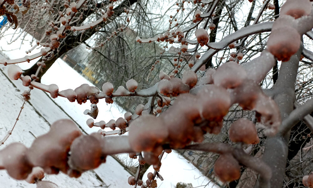 дерево будто в новогодних шарах. Донецк. декабрь 2023