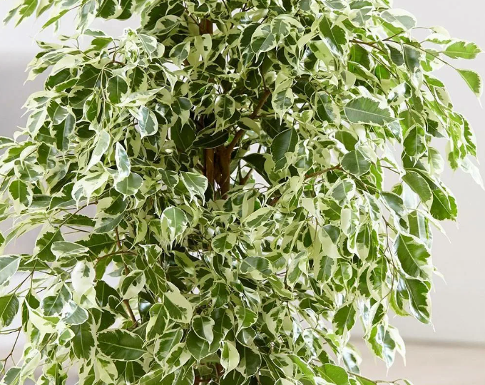 Что такое лиственный шок у фикуса Бенджамина и как этого избежать