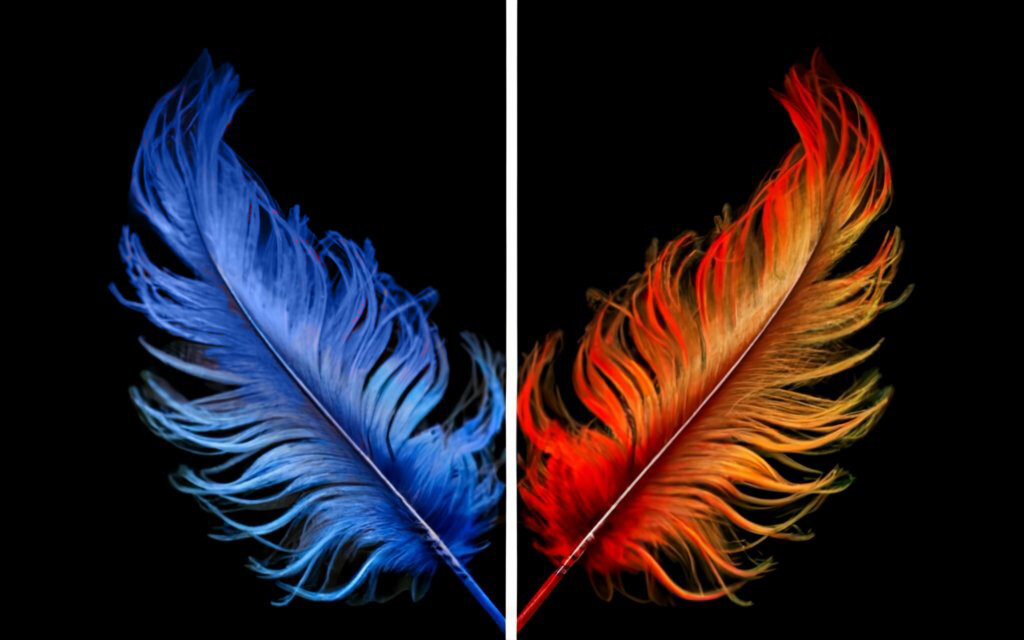 перо жар птицы