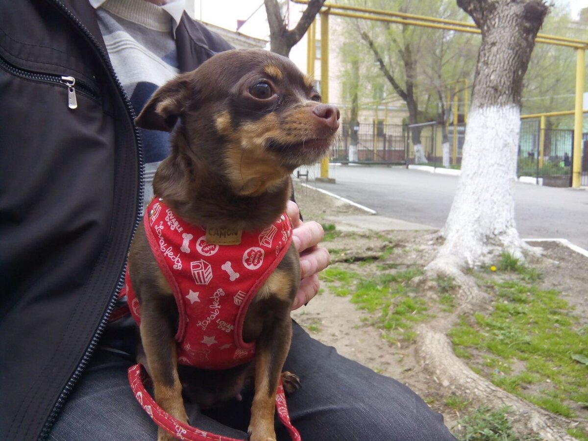 Посвящается нашей собачке Бетти.