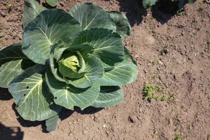 Особенности сорта 