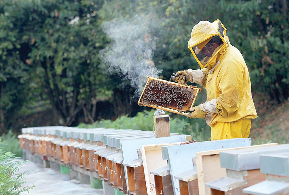 Пчеловодство для начинающих. Пасека Пасечник и мед. Современное Пчеловодство. Пасека пчел. Пасечник пчеловод.