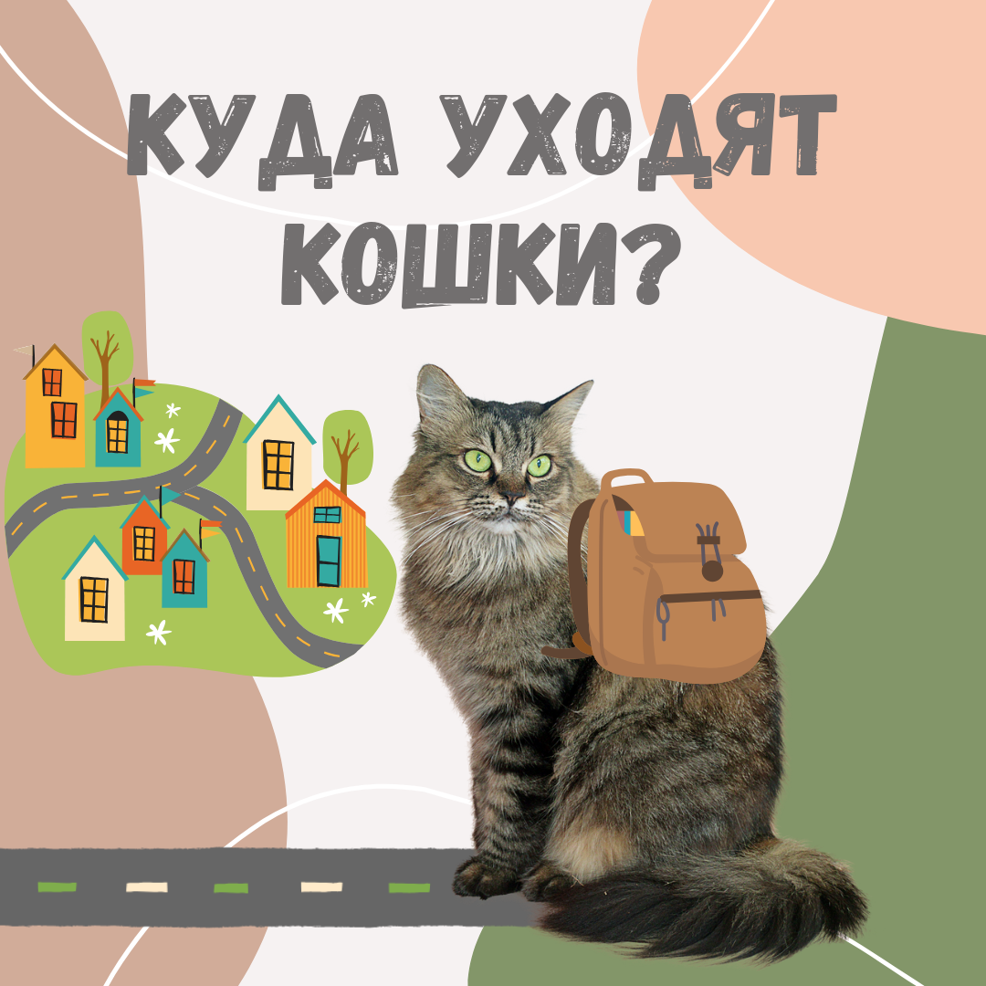 Куда уходят кошки? | Дневник кошатницы | Дзен