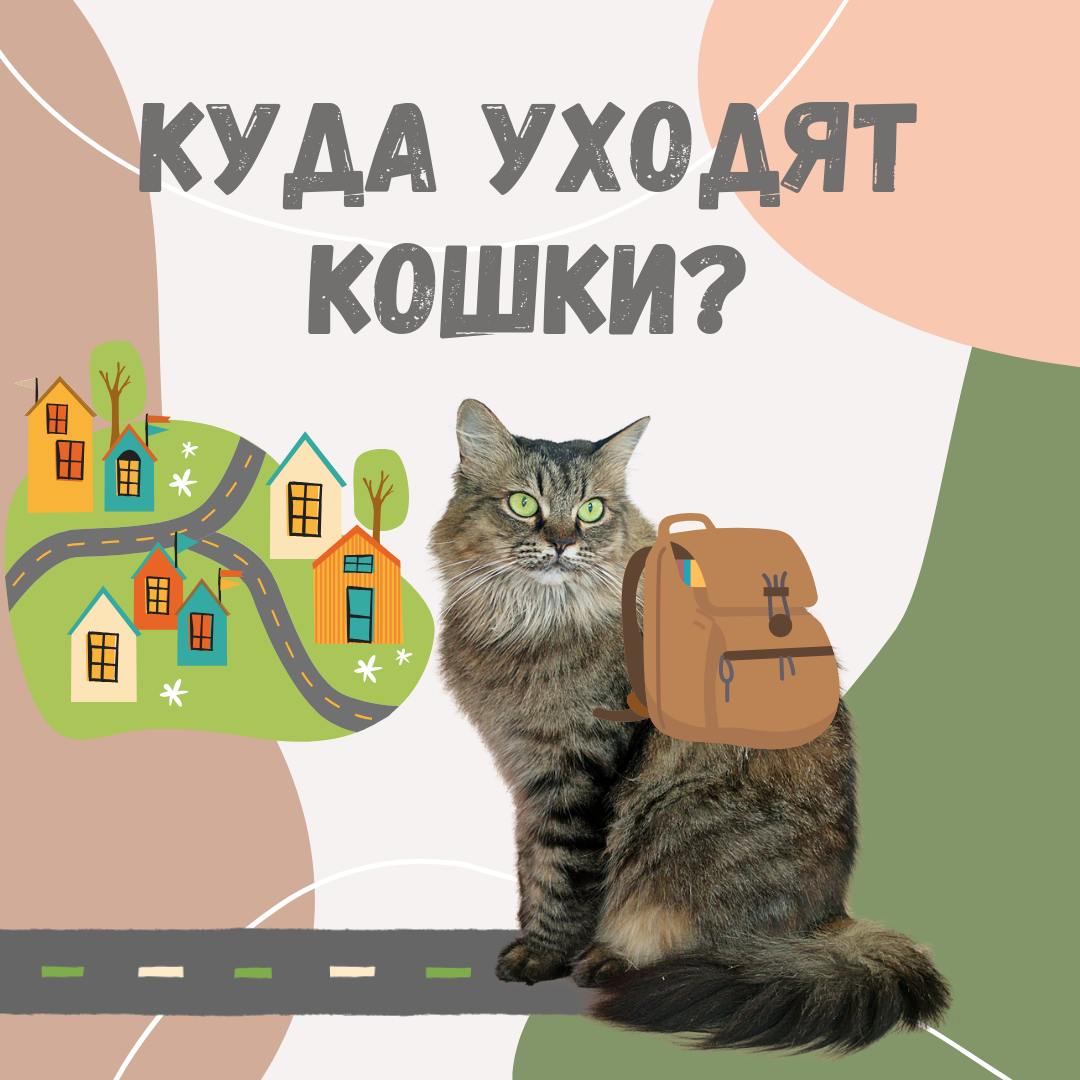 Куда уходят кошки?