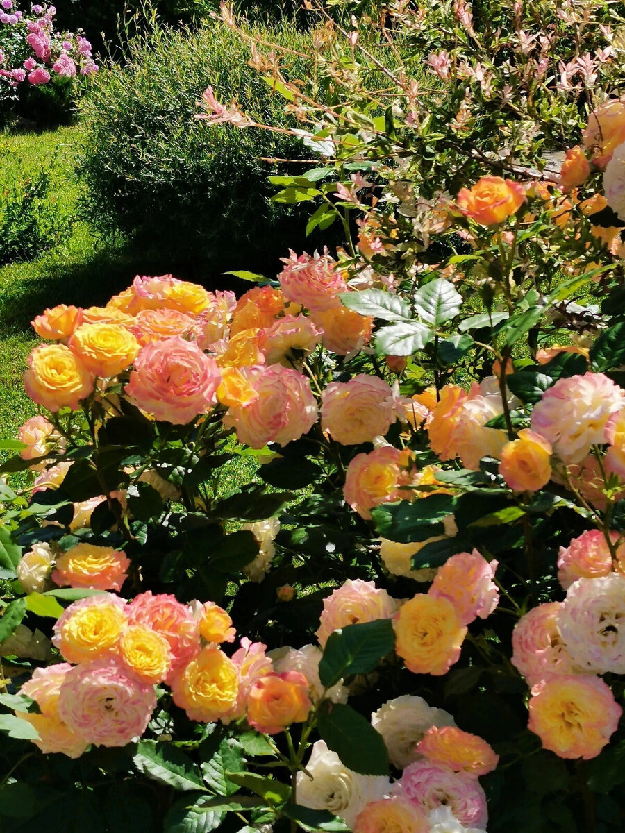 фото Ромашки