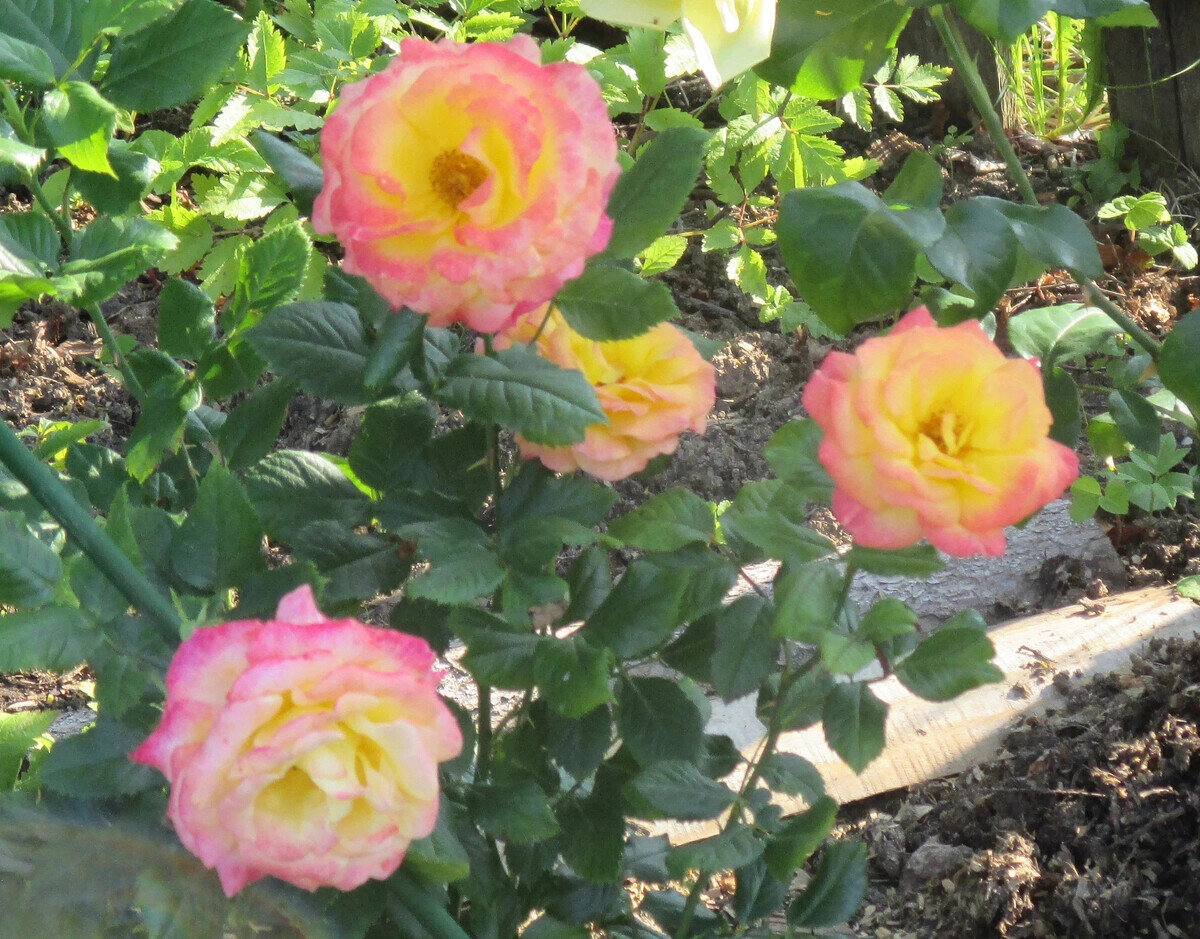 фото Надежды