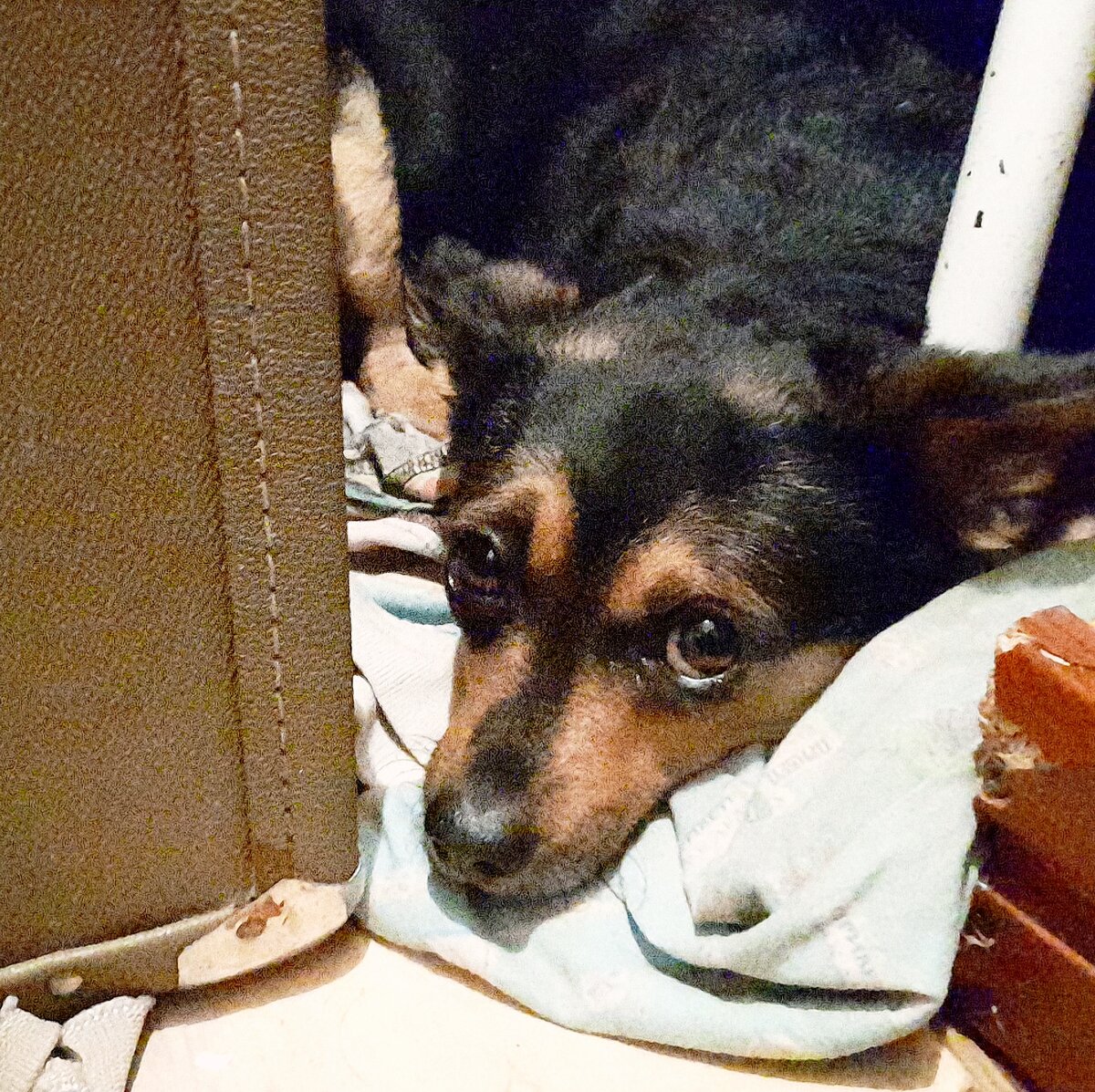 Собака отдыхает