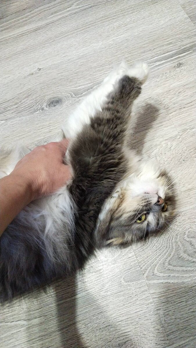 Погладушки