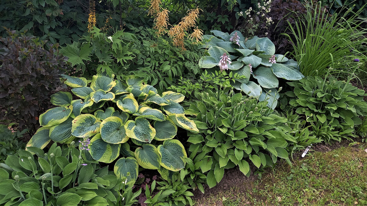 Июль 2023 года. 5 сортов хост, а кустов и кустиков - 12!