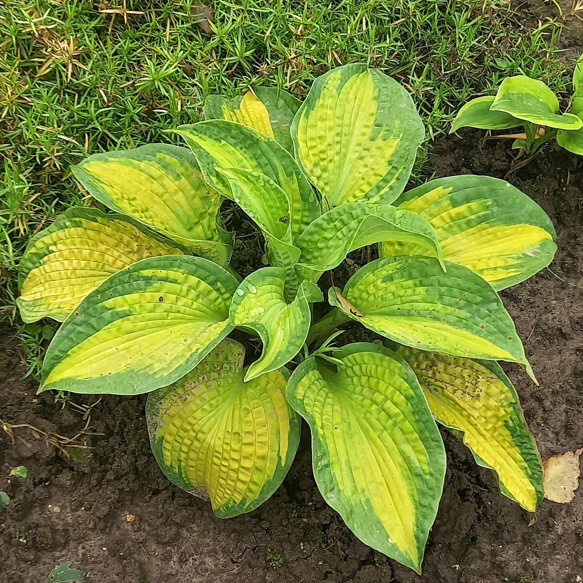 Август 2023 г. Brother Stefan, покупка 2021 года, Мир Увлечений