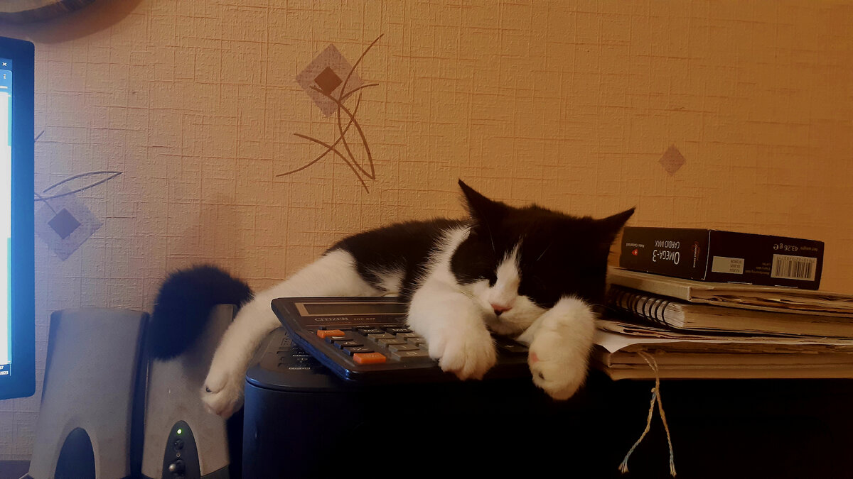 Мой маленький врачеватель Максик. Всегда рядом. Такое умиротворение от него исходит.