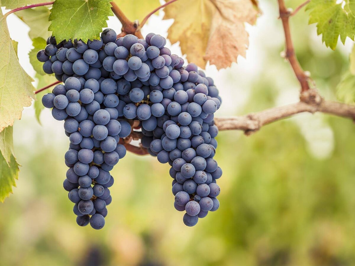 Виноградная гроздь Pinot Noir