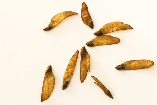 Семена сосны