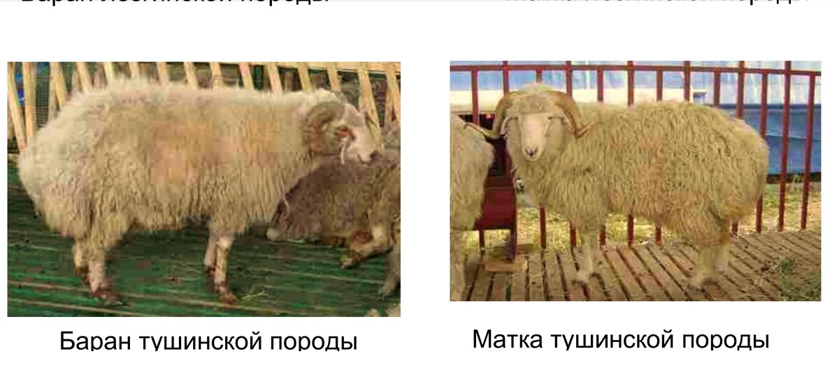 авито сельскохозяйственные животные