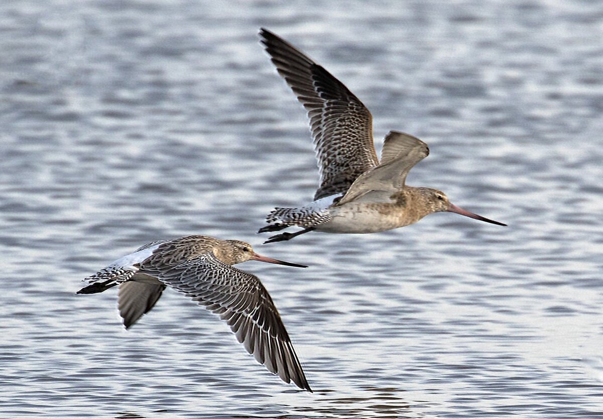 Малые веретенники в полете
