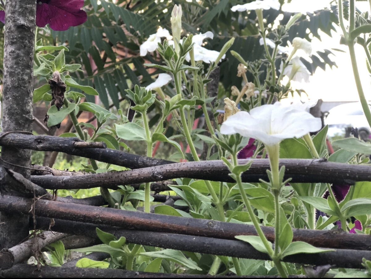 Фото автора. Моя летняя клумба 