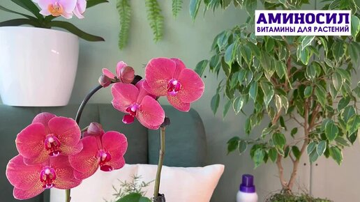 Some of my flowering phal’s Orchid flower, Phalaenopsis orchid, Orchids