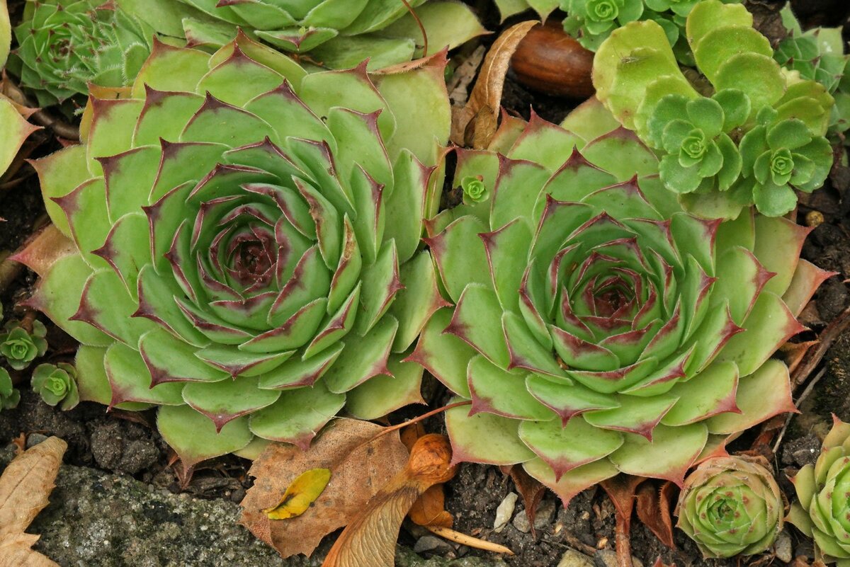 Молодило кровельное (Sempervivum tectorum) – растение горных лугов, которое издавна используется в качестве декоративного