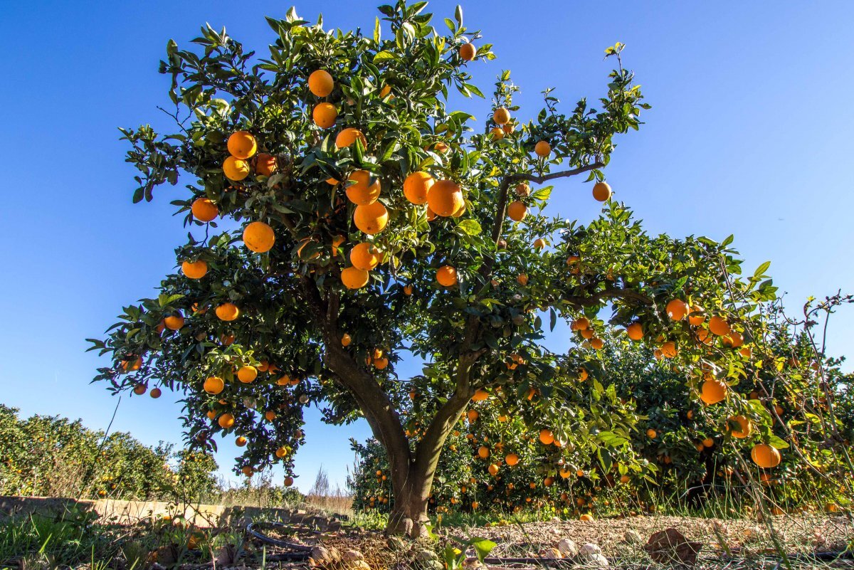 Апельсин (Citrus x sinensis) – самая распространённая цитрусовая культура в мире