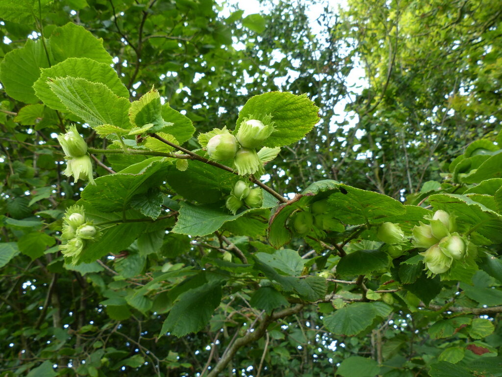 Лещина обыкновенная, или лесной орех (Corylus avellana) – типичный кустарник смешанных лесов и опушек 