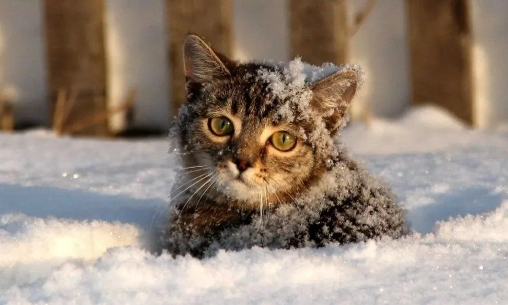 Животным холодно так же, как и нам... Только просить помощи они не умеют и укрытие найдут не все...