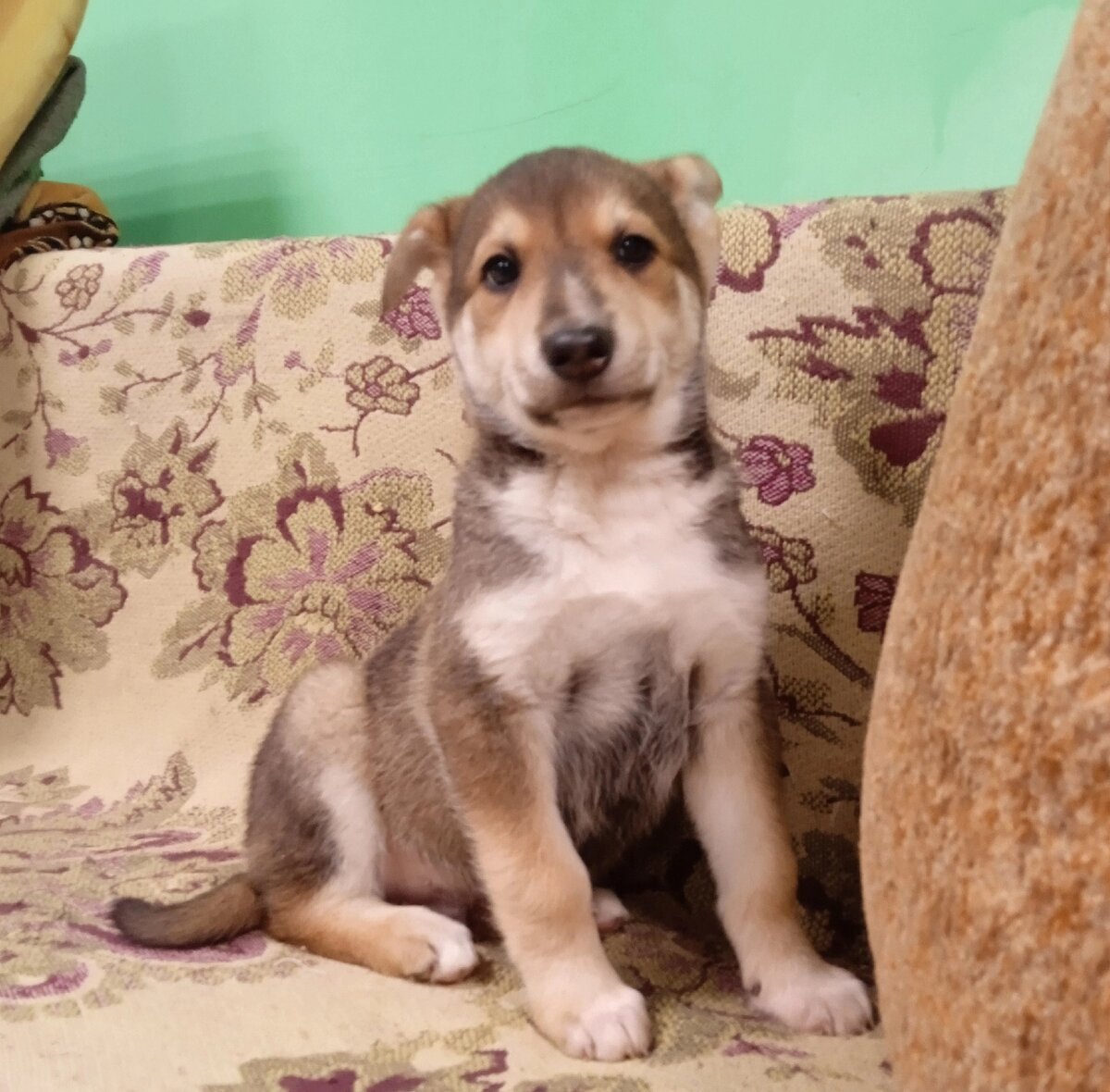 Озорной весельчак Рей ждёт чуда в Новый год | Джим ЧУСОВОЙ | Дзен