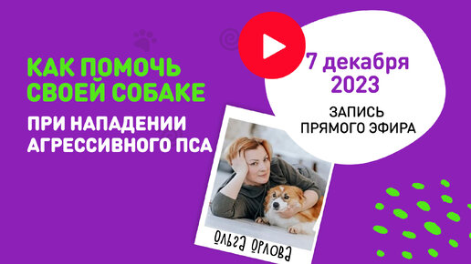 Как помочь своей собаке, если на нее неожиданно напал агрессивный пес? Фрагмент прямого эфира с Ольгой Орловой