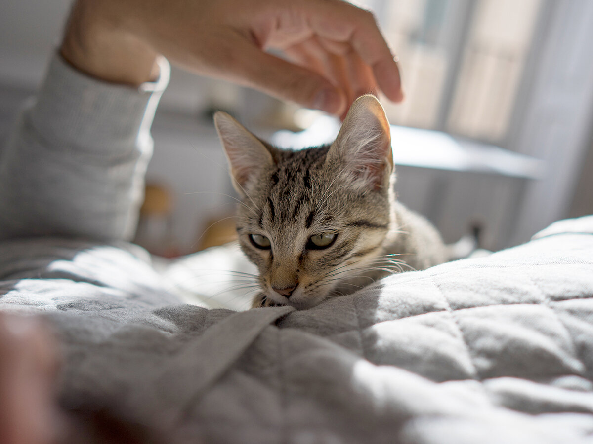 Что делать, если кошка не даёт вам спать ночью | Ferra.ru | Дзен