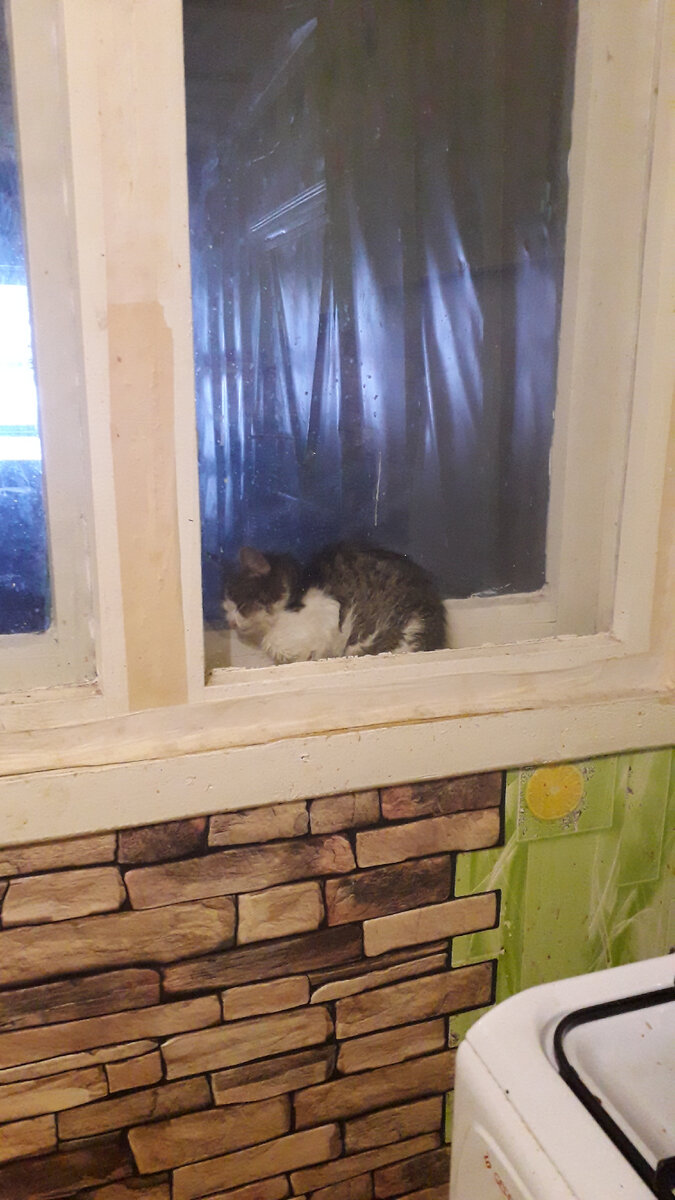 "Аквариум" для кошки