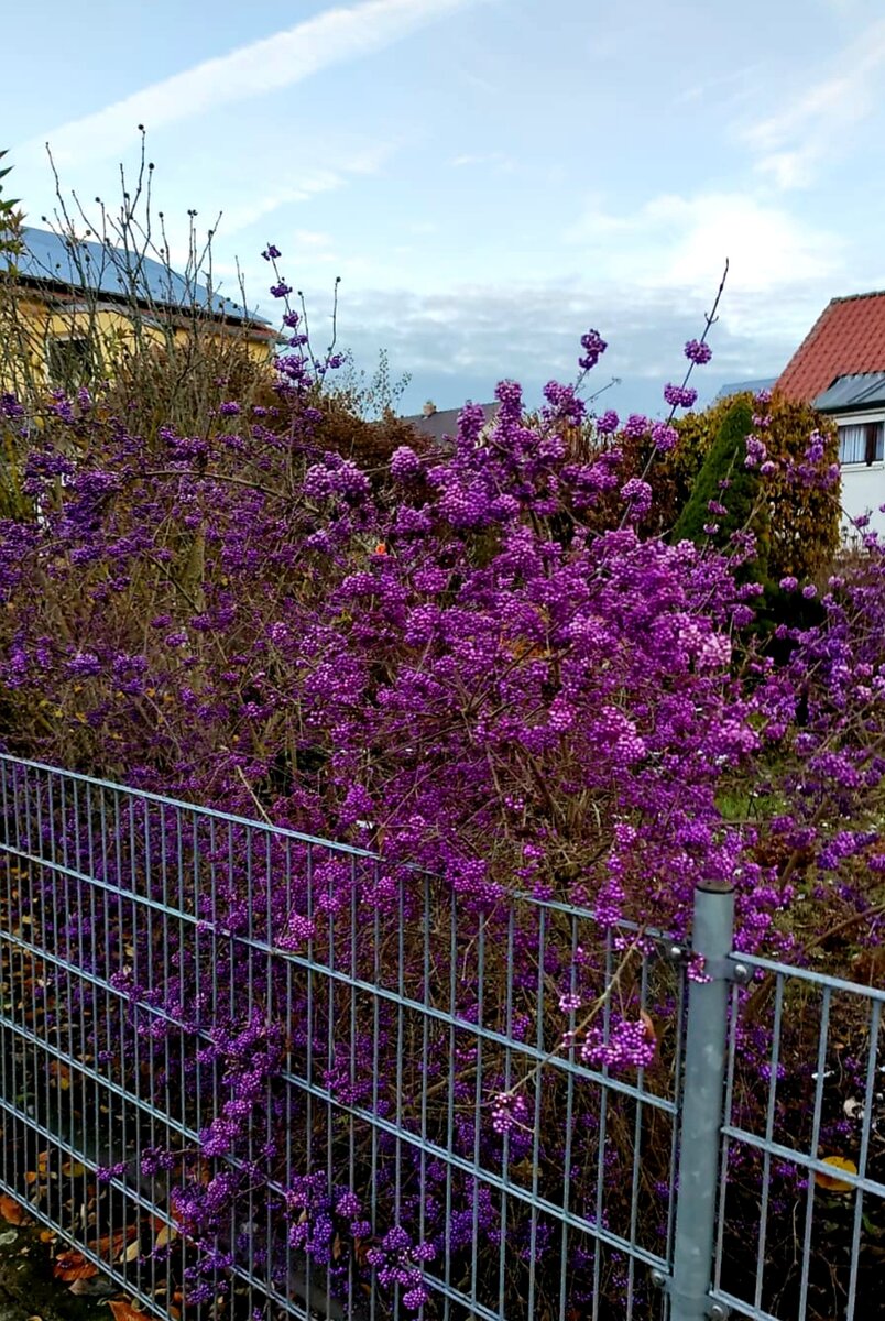 Германия, ноябрь - фото подруги