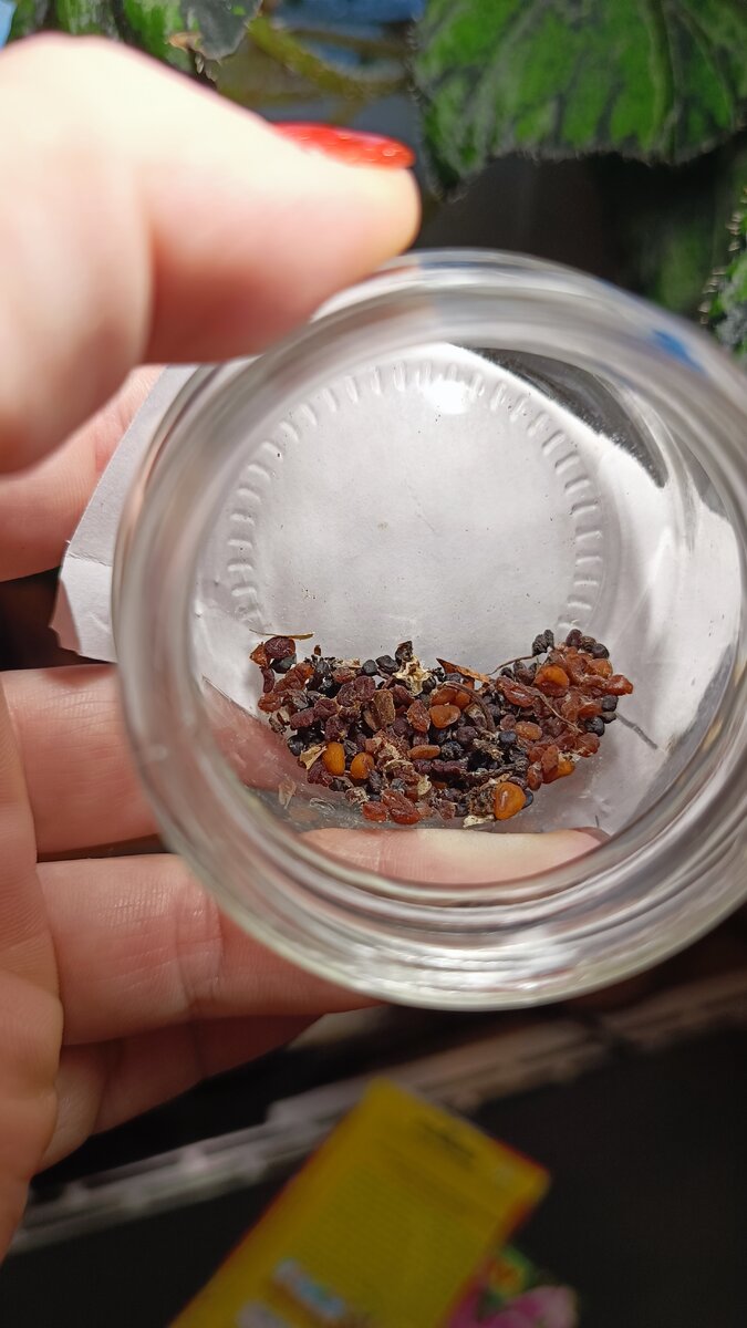 Щедрые цикламены одарили меня ясеменами 