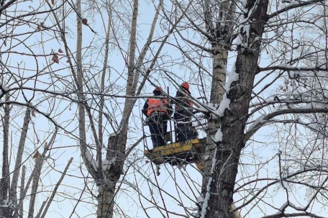    Зачем зимой обрезают деревья?